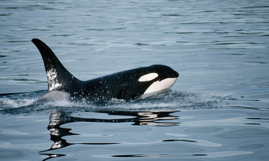 Orcas Ramming Boats 2,000 Miles Apart, What Could This Mean?