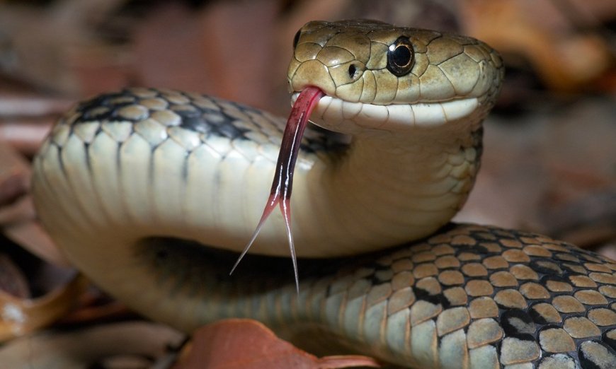 WATCH: This Doppelganger Is Not a Snake