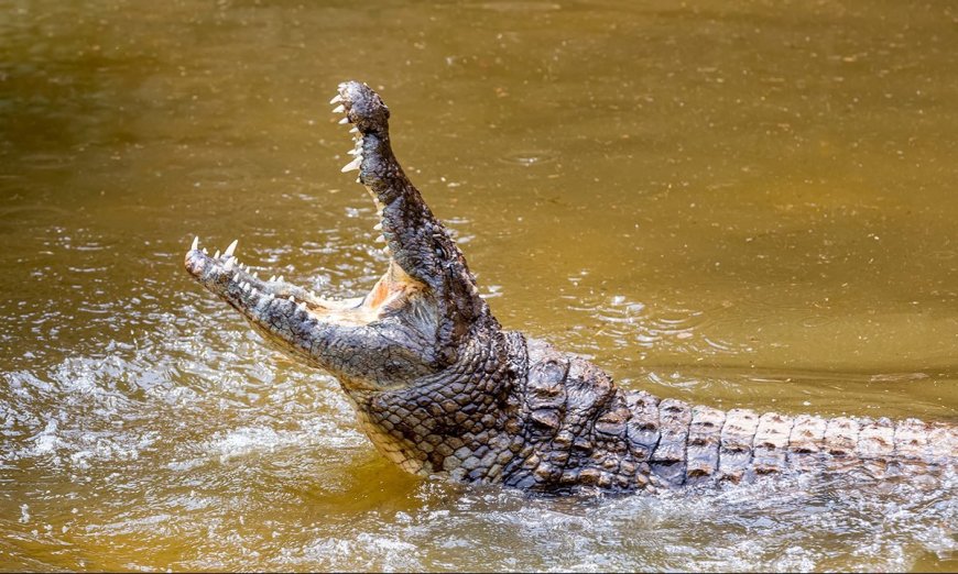Dangerous Lizards and Other Reptiles You Should Avoid In The Wild, According To Bear Grylls