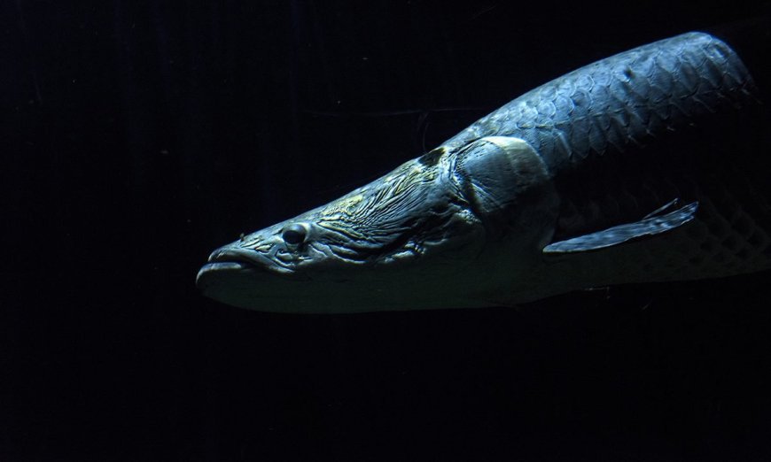 12 of the Most Dangerous Animals in the Amazon