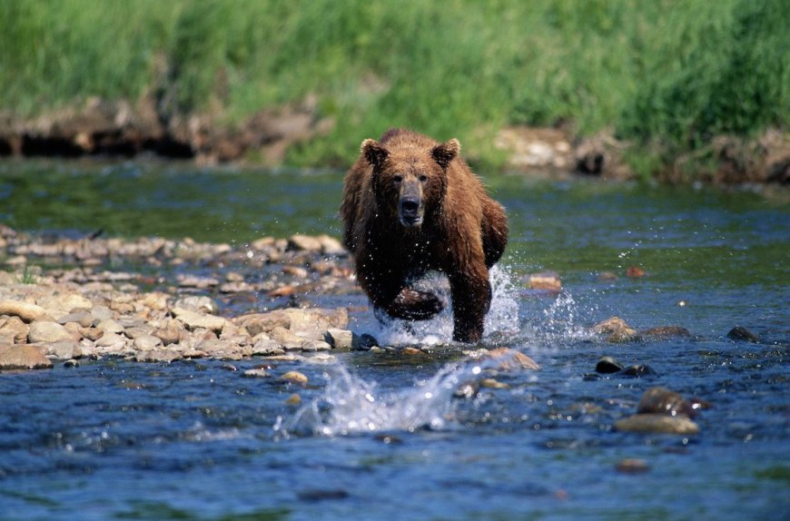 Bear Charges at Tour Group, Guide Charges Right Back