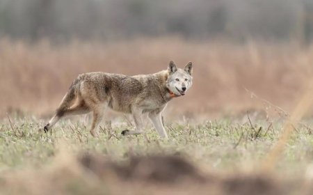 World’s Oldest Wild Red Wolf Dies