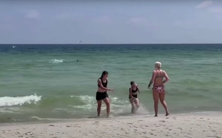 WATCH: Videos Capture Beachgoers Running For Safety After Shark Spotting
