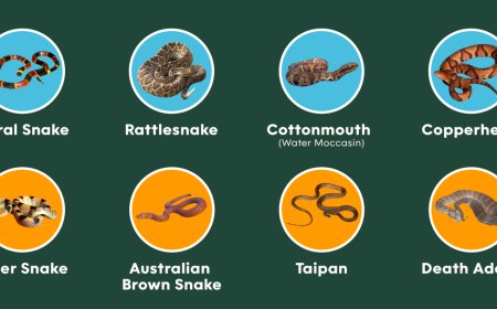 What To Do If You’re Bitten By a Snake: A Visual Guide