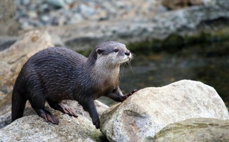 WATCH: Otter Steals Surfer’s Surf Mat