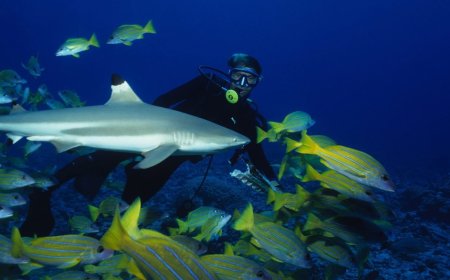 James Glancy: My Life Diving with Sharks