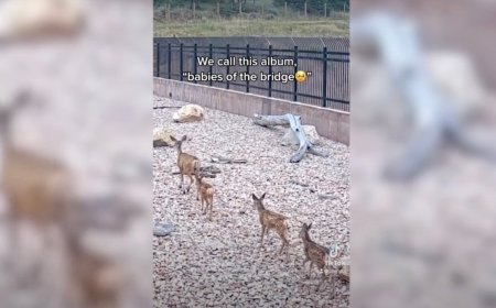 WATCH: This Baby Animal Crossing in Utah is Adorable