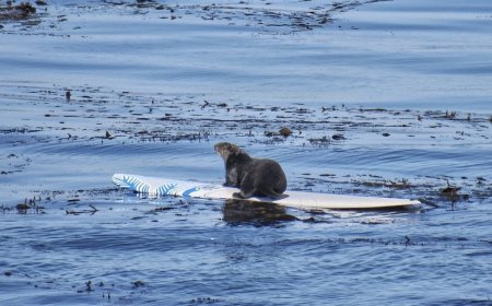 A California Sea Otter is Attacking Surfers and Stealing Boards