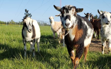 The GOATs of Trail Conservation? Nearly 150 Poison Ivy Eating Goats Given Mission To Save the Trails