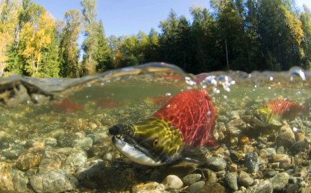 Beer: The Secret Ingredient to Help Salmon Find Their Way Home