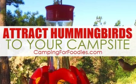 How To Attract Hummingbirds To Your Campsite