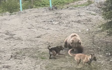 WATCH: Dogs Scare off Brown Bear That Wanders Close to Home