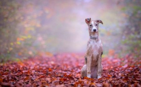 Best pet-friendly places to stay to celebrate your pooch on National Mutt Day 2023