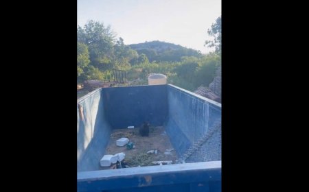 WATCH: Adorable Bear Cub Rescued from a Dumpster