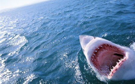30 Shark Facts to Kick Off Shark Week