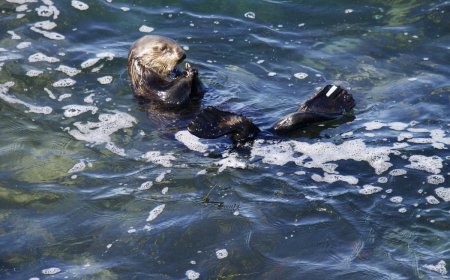 What’s Really Going on with the Surfboard-Stealing Otter in Santa Cruz?