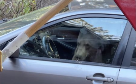 Bachelorette Party Gone Wild: Trapped Bear ‘Absolutely Destroys’ Inside of Car