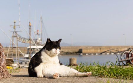 The Finalists for the 2023 Comedy Pet Awards Will Add a Smile to Your Day