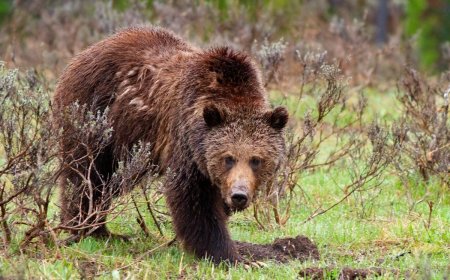 Woman Dies Near Yellowstone After Alleged Grizzly Bear Attack