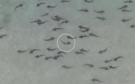 Watch: Researcher Tracks Intense Swarms of Sharks Near the California Coast