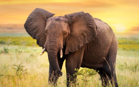Dream Job Alert: Want to Be An Elephant’s Caregiver?