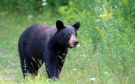 Watch: Bear Surprises A Rock Climber in Wyoming