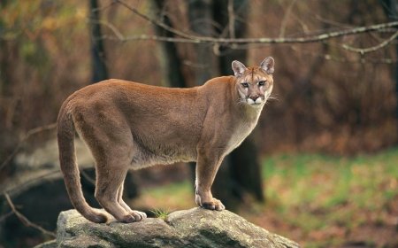 8-Year-Old Attacked by Cougar in Olympic National Park