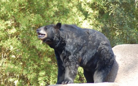 Watch: A Bear Borrows a Hot Tub to Beat the SoCal Heat