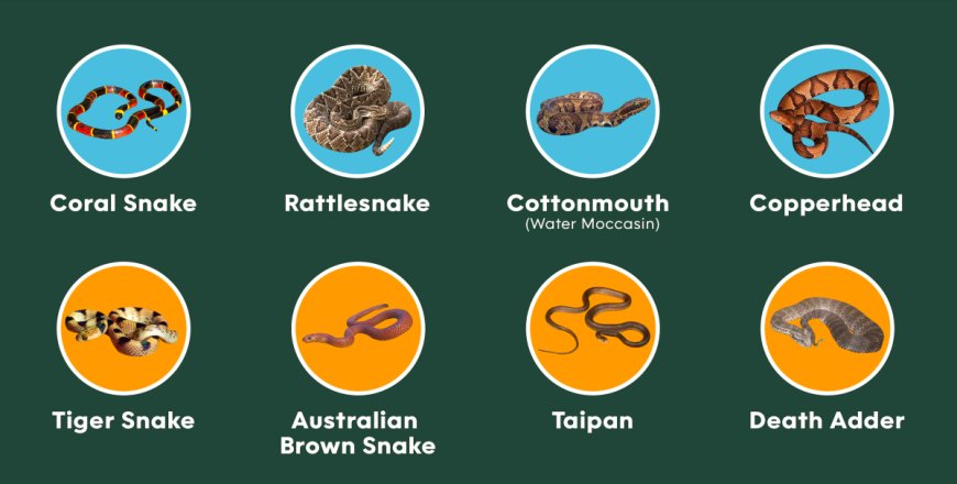 What To Do If You’re Bitten By a Snake: A Visual Guide