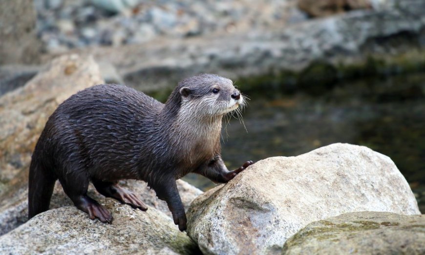 WATCH: Otter Steals Surfer’s Surf Mat