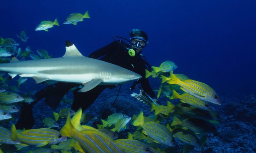 James Glancy: My Life Diving with Sharks