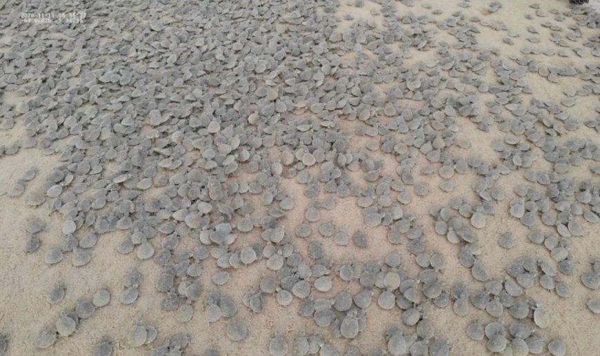 WATCH: Thousands of Baby Turtles Hatch at Once