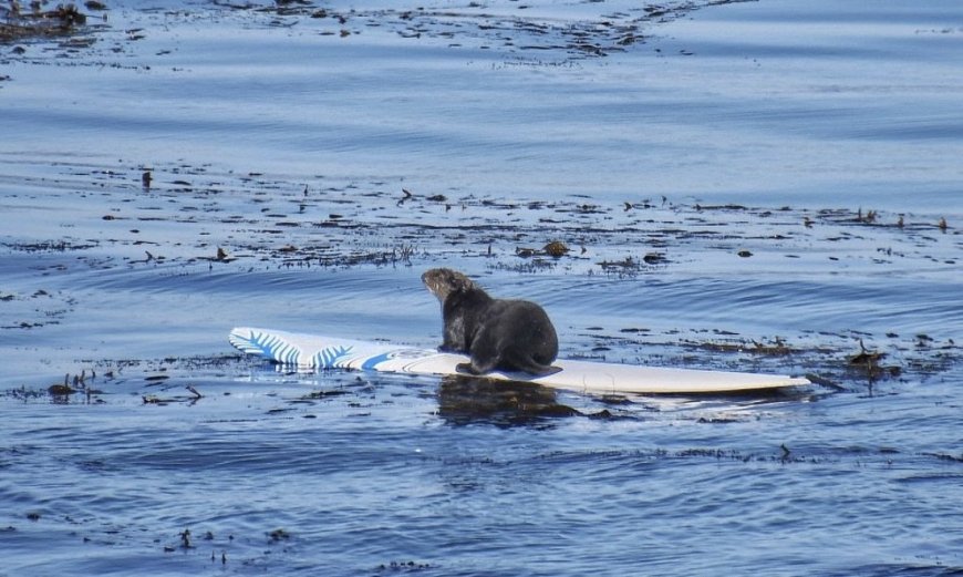 A California Sea Otter is Attacking Surfers and Stealing Boards