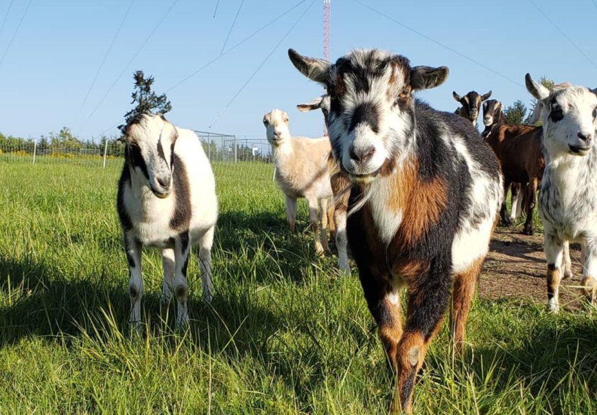 The GOATs of Trail Conservation? Nearly 150 Poison Ivy Eating Goats Given Mission To Save the Trails
