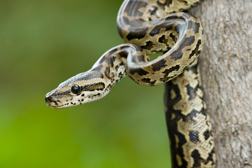 Record Setting 19-Foot Python Found in Florida
