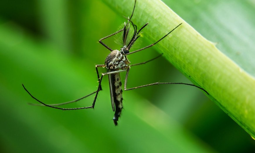 Heading Into the Woods This Weekend? Check the Mosquito Forecast First