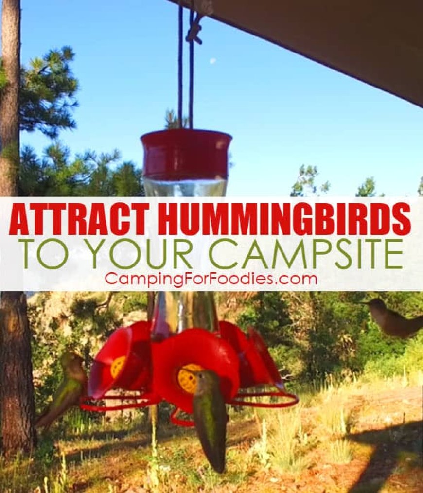 How To Attract Hummingbirds To Your Campsite