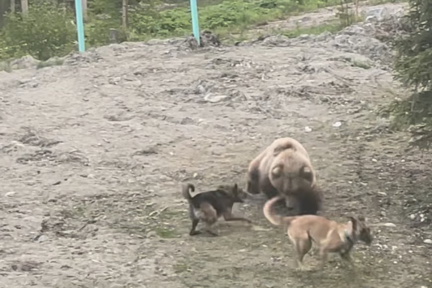 WATCH: Dogs Scare off Brown Bear That Wanders Close to Home