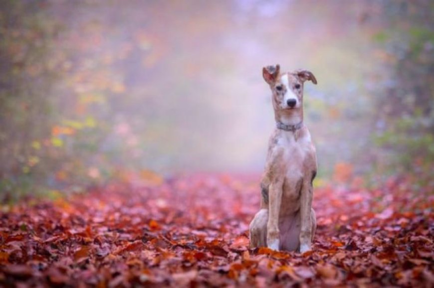 Best pet-friendly places to stay to celebrate your pooch on National Mutt Day 2023