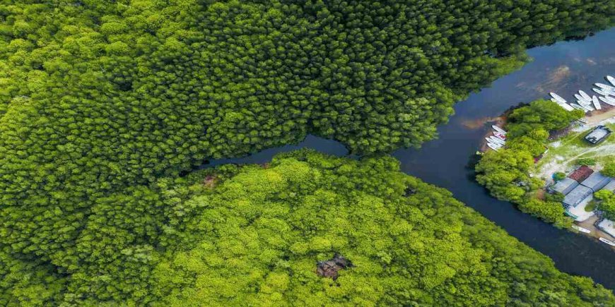 International Mangrove Day: Where to Celebrate and How to Preserve Mangroves