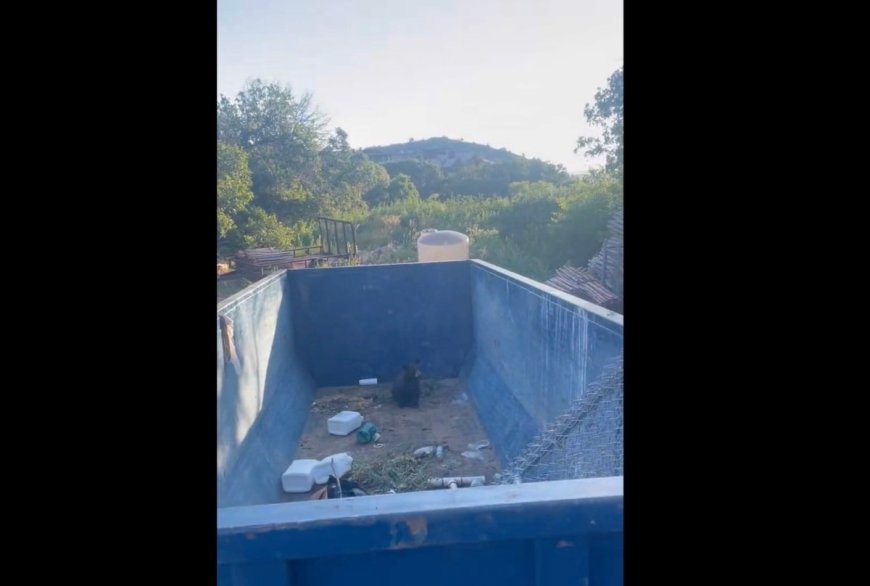 WATCH: Adorable Bear Cub Rescued from a Dumpster