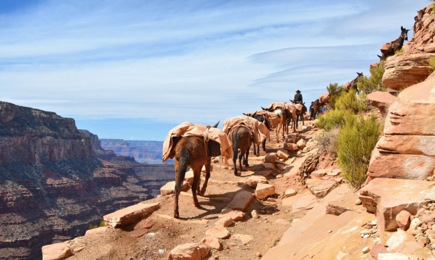 Take a Mule Ride along the North Rim of the Grand Canyon
