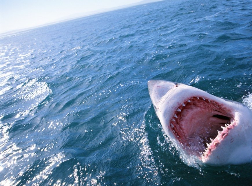 30 Shark Facts to Kick Off Shark Week