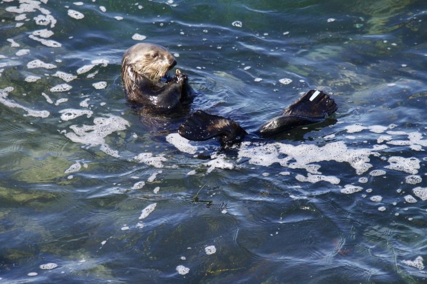 What’s Really Going on with the Surfboard-Stealing Otter in Santa Cruz?