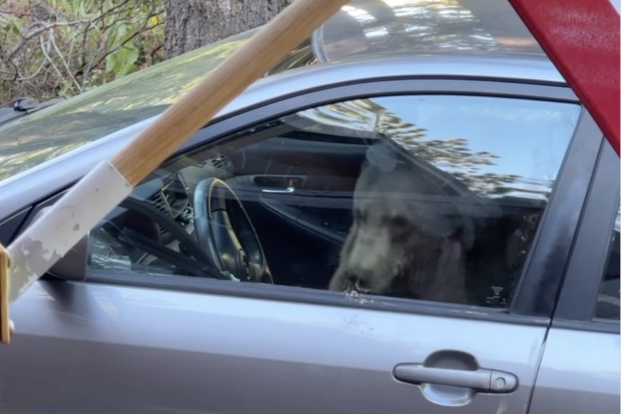 Bachelorette Party Gone Wild: Trapped Bear ‘Absolutely Destroys’ Inside of Car