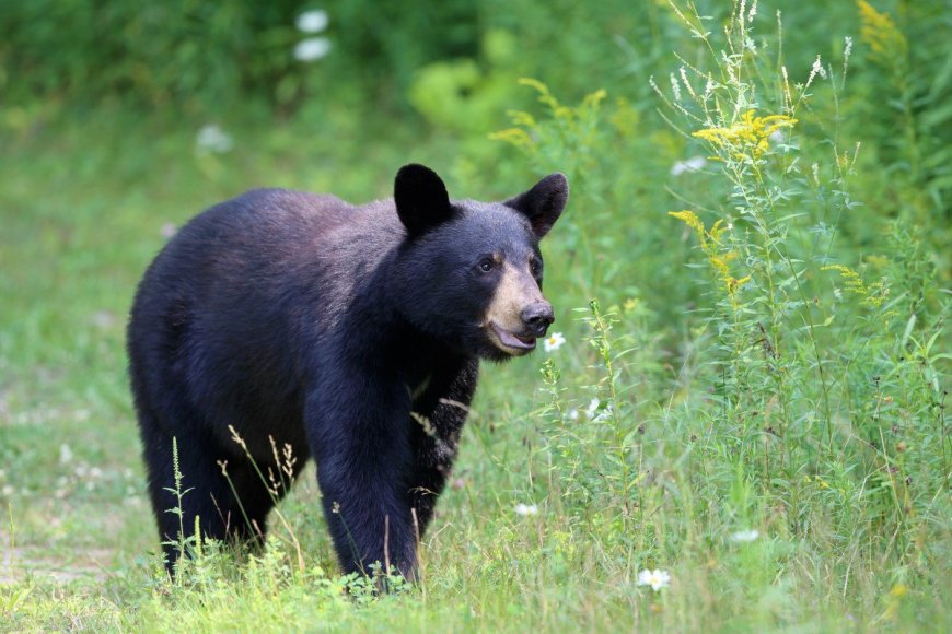 Watch: Bear Surprises A Rock Climber in Wyoming