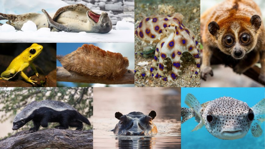 Don’t Cuddle These Super Cute, Dangerous Animals 