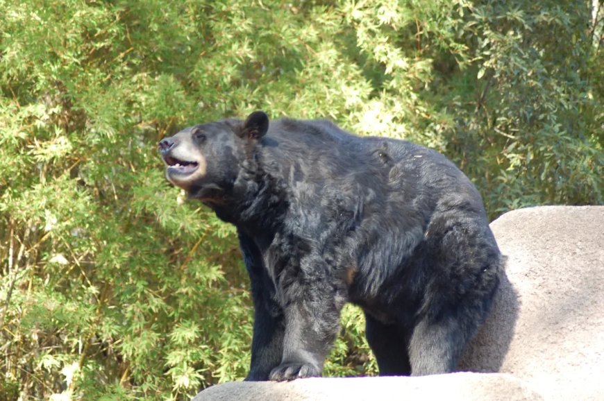 Watch: A Bear Borrows a Hot Tub to Beat the SoCal Heat