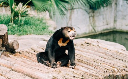 A Real Bear or Just a Costume? Viral Video Sparks Internet Debate, and Sends Zoo Attendance Soaring