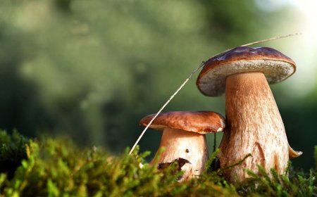 7 Things You Didn’t Know About Mushrooms